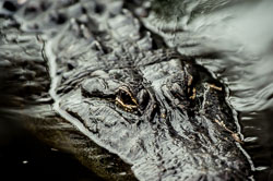 Gatorland 2015 Gatorland 2015